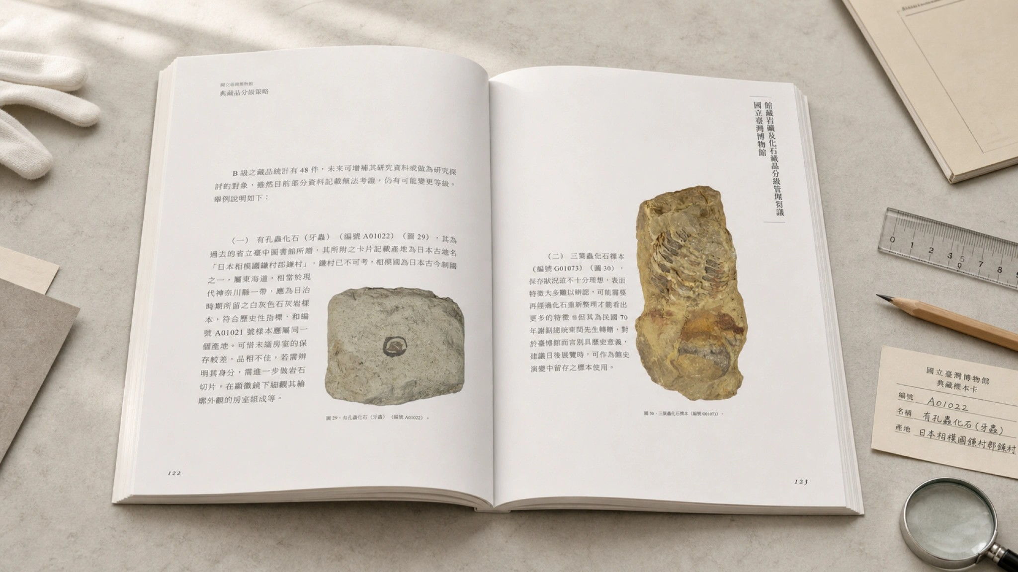 內頁跨頁 — 有孔蟲化石 / 三葉蟲化石標本